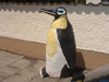 Pinguin027_s